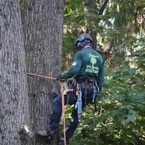 Junior Tree Service