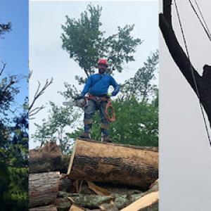 Alex & Son Tree Services