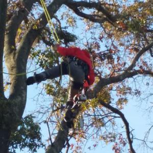 Green Nature Tree Services
