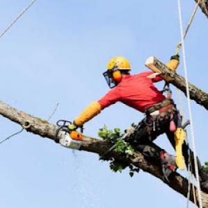 Crane & Canopy Tree Care