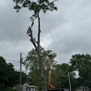 Alhei Tree Service