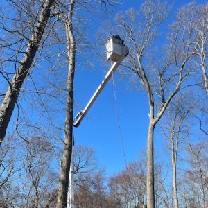 Victorio Tree Service & Landscaping