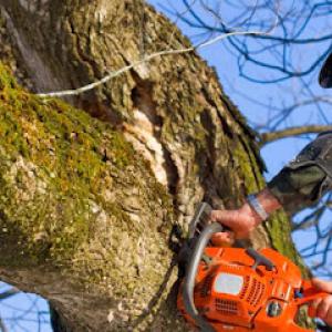 Eugene M Brennan Tree Service