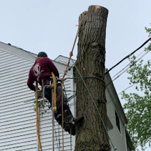 Luis G Tree Service