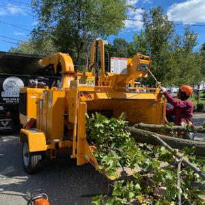 Wilson Tree Service