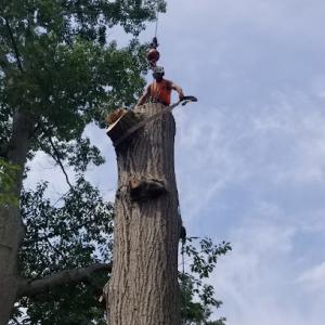 Tree Master Tree Care & Landscape Supply