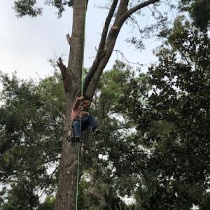 Coastal Tree Services