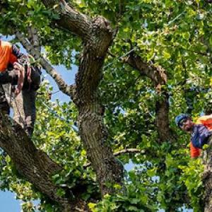 Wind Tree Service