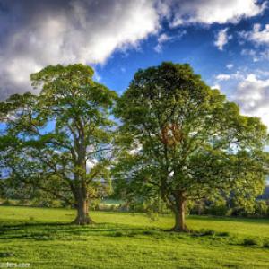Edward's Tree Trimming
