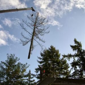 Morton Tree & Landscape Maintenance