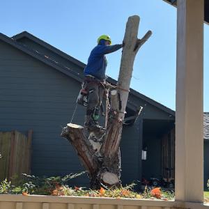 Azteca Tree Service