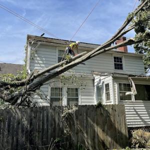 Curly’s Tree Service