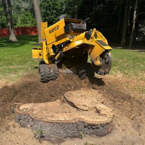 Level Ground Stump Grinding