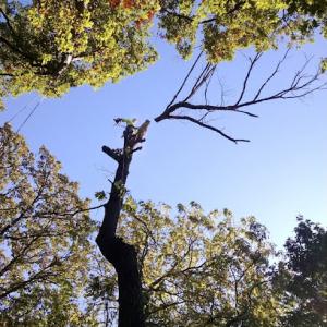 Aerial Rigging Specialists/ Certified Arborist