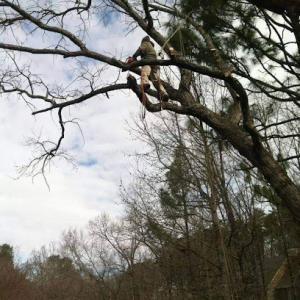 Log & Leaf Tree Service