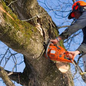 Dujets Tree Experts