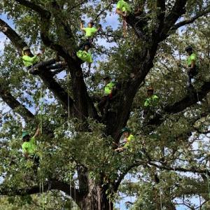 Monster Tree Service of Omaha