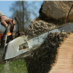 Ferndale Tree Care Service