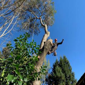 Ned Patchett Tree Care & Consulting