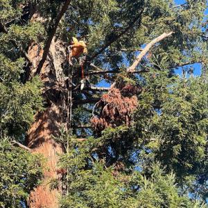 Castillo Tree Service