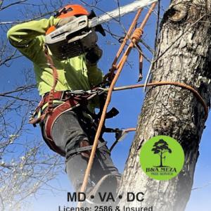 H&A Meza Tree Service