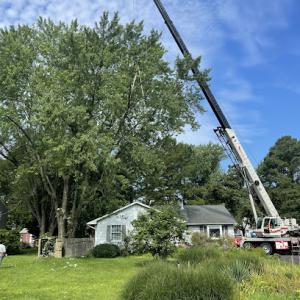 Elite Tree Care