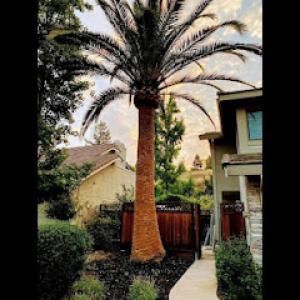 Better City Tree Services