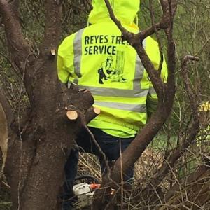 Reyes Tree Services
