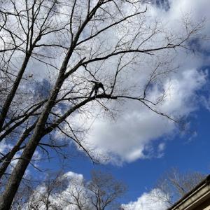 No Limits Tree Service