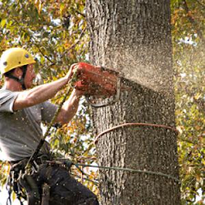 Amoroso Tree Service