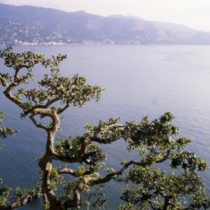 Bay Area Arborist Cooperative