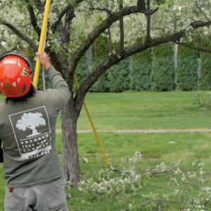 Emerald Tree & Shrub Care Company
