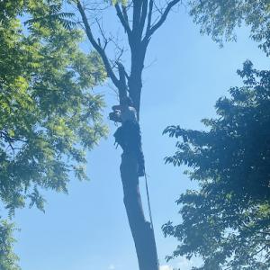 Alpha Tree & Property Service