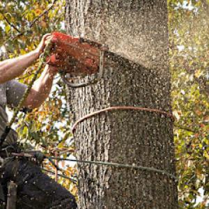 Armetta's Tree Service
