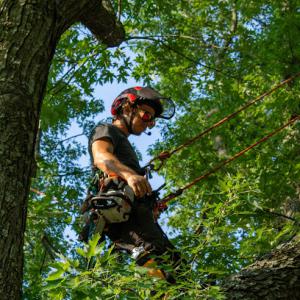 Paragon Tree Care