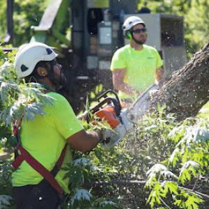 Russell Tree Experts