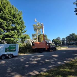 Elite Stump Grinding