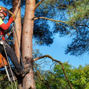 Wellspring Tree Care