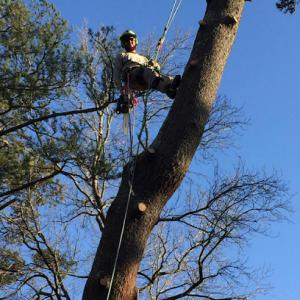 Tree Service Experts