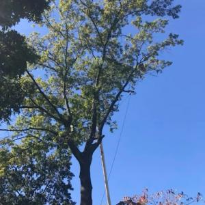 Ax-It Tree Service & Landscaping