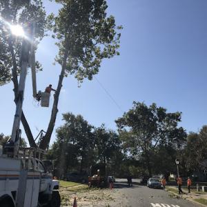 Vince's Tree & Landscaping Services