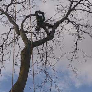 Ricuccis Tree Service