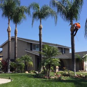 Alejandros Tree Service