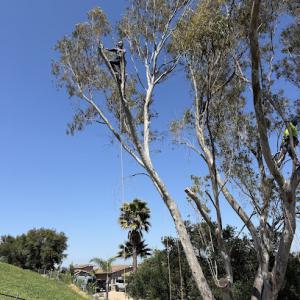 Cambium Tree Experts