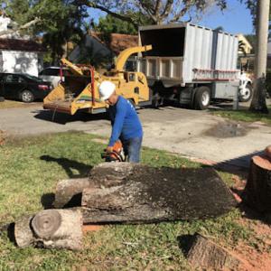 Davidson tree service