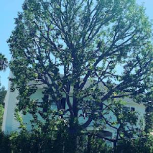 Garden Green Landscaping & Tree Service