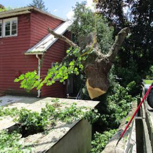 Penn Haven Tree Works & Firewood