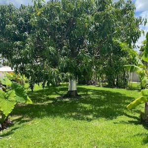 Southern Arbor Services