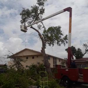 Tree Service All Stars