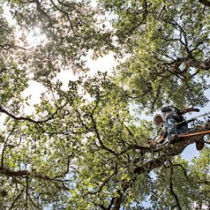Urban Tree Company